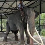 Thailand to send aircraft to Sri Lanka to bring back sick  Muthu Raja  – an elephant